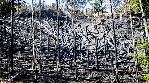Ze vzrostlých stromů zbyla po požáru jen ohořelá torza. (31. července 2022)