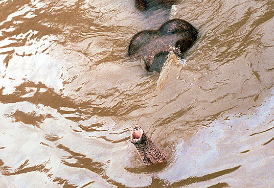 Snímek Reného Jakla, zachycující poslední minuty slona Kádira v zaplavené...