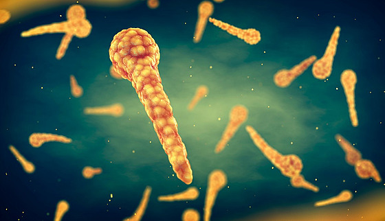 Bakterie tetanu (ilustrační fotografie)