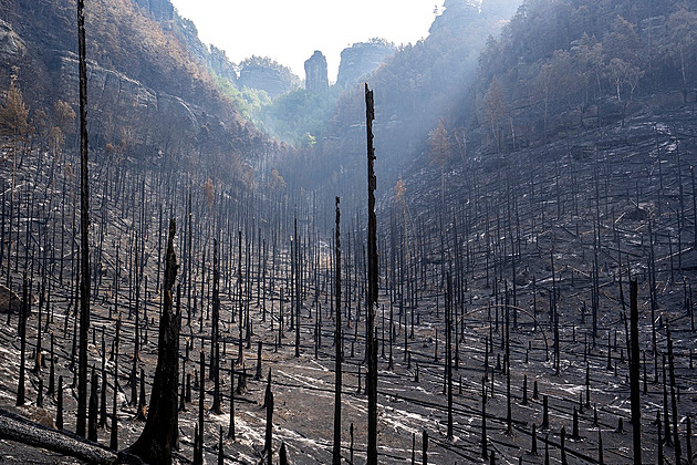 OBRAZEM: Pravčický důl jako měsíční krajina. Z popadaných stromů zbyl jen popel