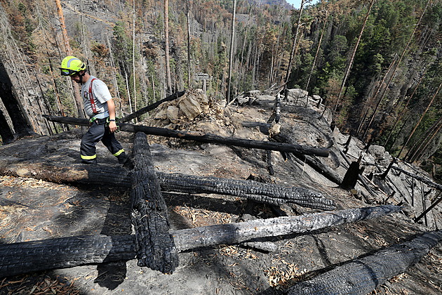 Poár Národního parku eské výcarsko - shoelý les nad Dlouhým vrchem poblí...