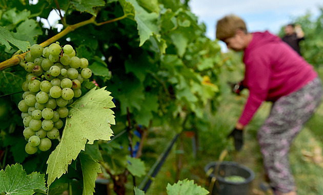 Vinaři se obracejí na Brusel. Chtějí debatu o tichém víně na evropské úrovni