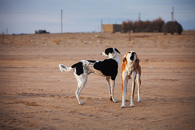 Turkmenistán brutálně vybíjí toulavé psy, oběťmi se stávají i mazlíčci