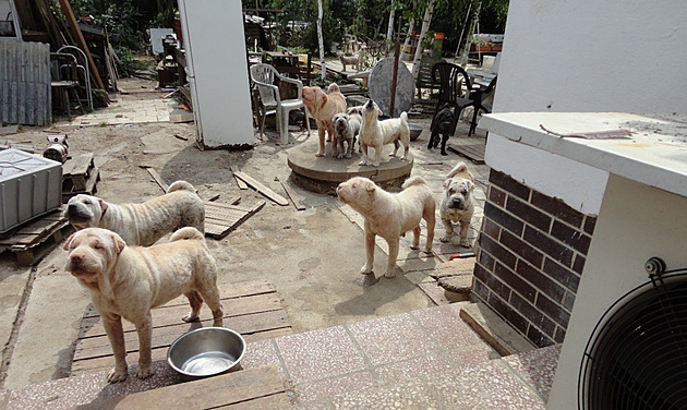 Majitel množírny s desítkami nemocných psů dostal podmínku, nesmí je dál chovat