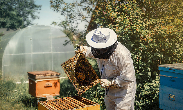 Sousedovy včely nás napadají, jde o život. Jed je zdravý, směje se nám