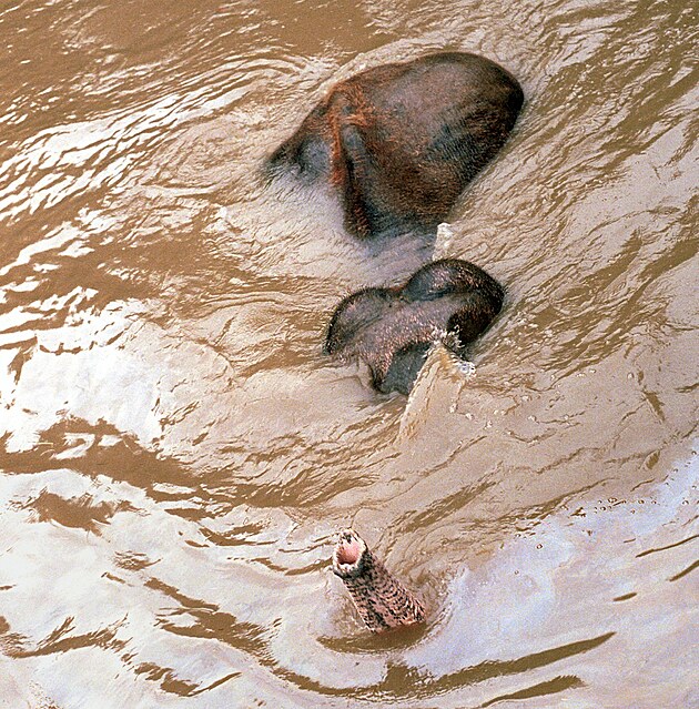 Snímek Reného Jakla, zachycující poslední minuty slona Kádira v zaplavené...