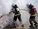 Francouztí hasii. Ilustraní foto.