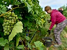 U tradiním pomocníkem pi vinobraní bývají kombajny, nicmén v Dolních...