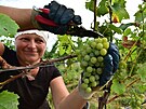U tradiním pomocníkem pi vinobraní bývají kombajny, nicmén v Dolních...