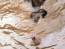 Snímek Reného Jakla, zachycující poslední minuty slona Kádira v zaplavené...
