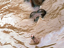 Snímek Reného Jakla, zachycující poslední minuty slona Kádira v zaplavené...