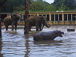Slonice a hroice Lentilka pi povodni 2002 v praské zoo.