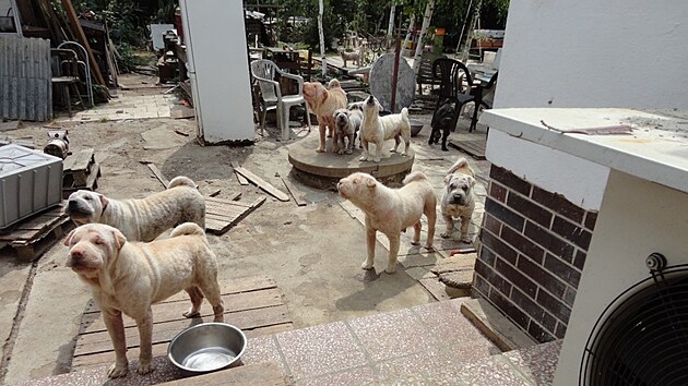 Venkovní prostory množírny, kterou při kontrole odhalili inspektoři veterinární správy v Rapotíně. V nevhodných podmínkách zde žily desítky psů.