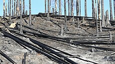 Požár Národního parku České Švýcarsko. Pravčický důl (4. srpna 2022)