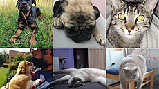 Vít�zné snímky �ervencového kola o mazlí�ka m�síce. Je mezi nimi vá� favorit?