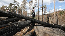 Po�ár Národního parku �eské �výcarsko - sho�elý les nad Dlouhým vrchem poblí�...