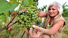 U tradiním pomocníkem pi vinobraní bývají kombajny, nicmén v Dolních...