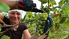 Už tradičním pomocníkem při vinobraní bývají kombajny, nicméně v Dolních...