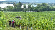 U� tradi�ním pomocníkem p�i vinobraní bývají kombajny, nicmén� v Dolních...