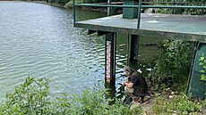 Po více ne� 30 letech se vrátila do Velkého boleveckého rybníka v Plzni...