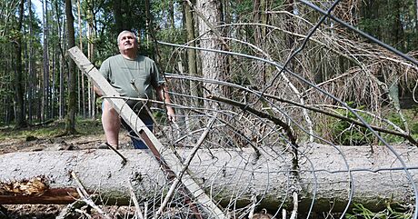 Jednatel firmy íkovská obora Jií Blaek ukazuje stromy napadené krovcem....
