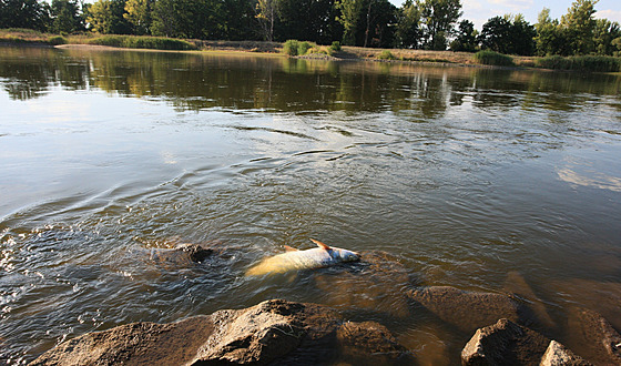Mrtvé ryby v polském Kostříně nad Odrou na západě země.  Úřady zatím zkoumají...