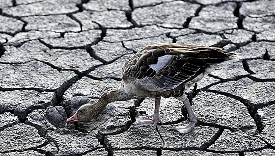 Husa hledá vodu ve vyschlém dn� jezera Velence ve stejnojmenném ma�arském...