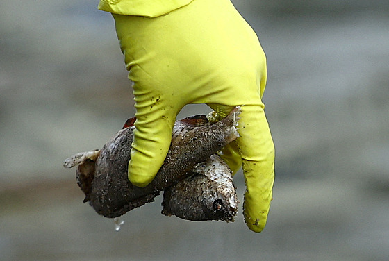 Lidé likvidují uhynulé ryby v polské části řeky Odra. (12. srpna 2022)