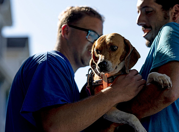 V USA zachránili 4000 bíglů určených na pokusy, psi nyní hledají domov