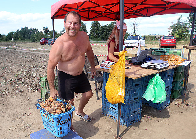 Pro cibuli  nebo brambory z pole jezdí lidé i stovky kilometrů