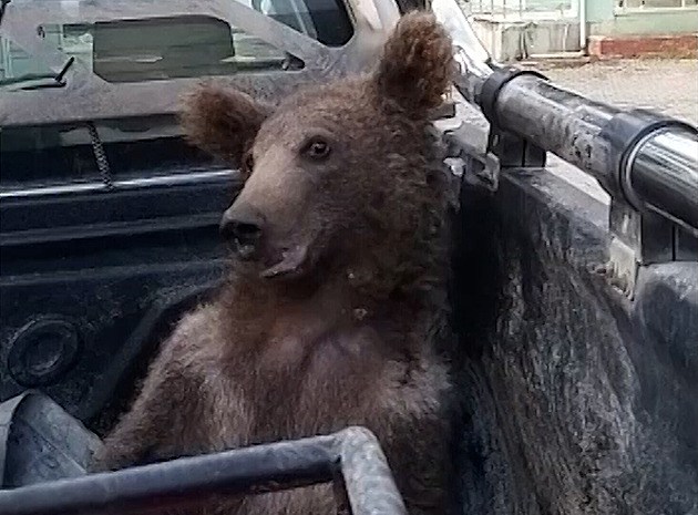 VIDEO: Motající se medvídě baví internet. Přehnalo to s halucinogenním medem