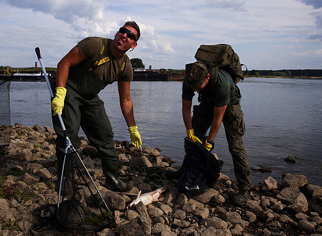 V Odře uhynulo už 100 tun ryb. Polská vláda vypsala odměnu, zároveň čelí kritice za pomalou reakci