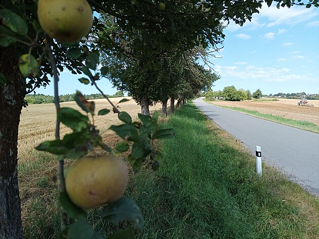 Stromy u silnic v�t�inou pat�� krajsk� spr�v� a �dr�b� silnic. Lid� si je mohou...