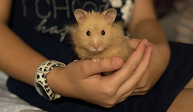 Syrský keek jménem Levis. Je to ná mazlík. Je mu rok.