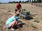 Samosbr zeleniny na polch v Olomouckm kraji