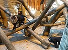 Ostravská zoo otevela pavilony pro makaky a gibony