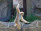 Ostravská zoologická zahrada se pyní moderními pavilony pro makaky a gibony....
