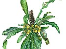 Botanick ilustrace Joy Adamsonov, znm autorky Pbhu lvice Elsy, vystavuje...