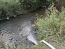 V ece Vle uhynuly ryby pot, co vodu kontaminovaly splaky (11. srpna 2022)