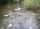 V ece Vle uhynuly ryby pot, co vodu kontaminovaly splaky (11. srpna 2022)