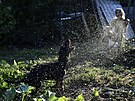Zita svého psa ochlazuje bhem veera vodou. (1. srpna 2022)