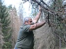 Jednatel firmy kovsk obora Ji Blaek ukazuje stromy napaden krovcem....