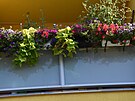 <p>Nebývá zvykem, aby panelákové lodžie byly takto zkrášleny živou květenou. Před jedno okno v letňanské Křivoklátské ulici je radost pohledět.</p>