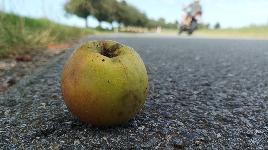Lidé trhají ovoce u silnice, aby z n�j ud�lali mo�t, pálenku nebo ho prodávají...