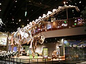 Bruhathkayosaurus byl jedním z posledních žijících titanosaurních sauropodů,...