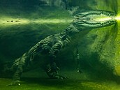 Dvoumetrová samice krokodýla štítnatého v nové expozici pavilonu Vodních světů...