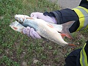 V řece Vláře uhynuly ryby poté, co vodu kontaminovaly splašky (11. srpna 2022)