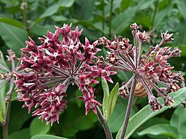 Klejichu hedvábnou p�stují lidé na zahrádkách jako nenáro�nou okrasnou...