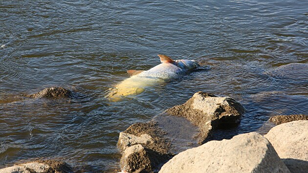 Mrtvé ryby v polském Kostříně nad Odrou na západě země.  Úřady zatím zkoumají vzorky vody a tvrdí, že stav řeky průběžně kontrolují. Veřejnost je kritizuje. (10. srpna 2022)  