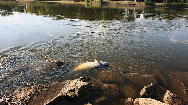 Mrtvé ryby v polském Kostříně nad Odrou na západě země.  Úřady zatím zkoumají vzorky vody a tvrdí, že stav řeky průběžně kontrolují. Veřejnost je kritizuje. (10. srpna 2022)  